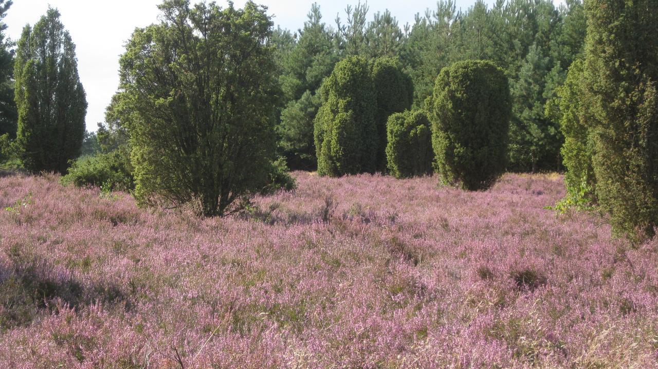 Landhotel Heiner Meyer Wahrenholz Екстериор снимка